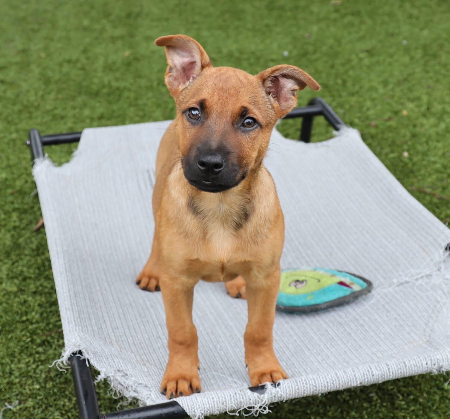 Enlarge Blaze, a ADOPTABLE mixed breed in Southlake, TX image 1/6