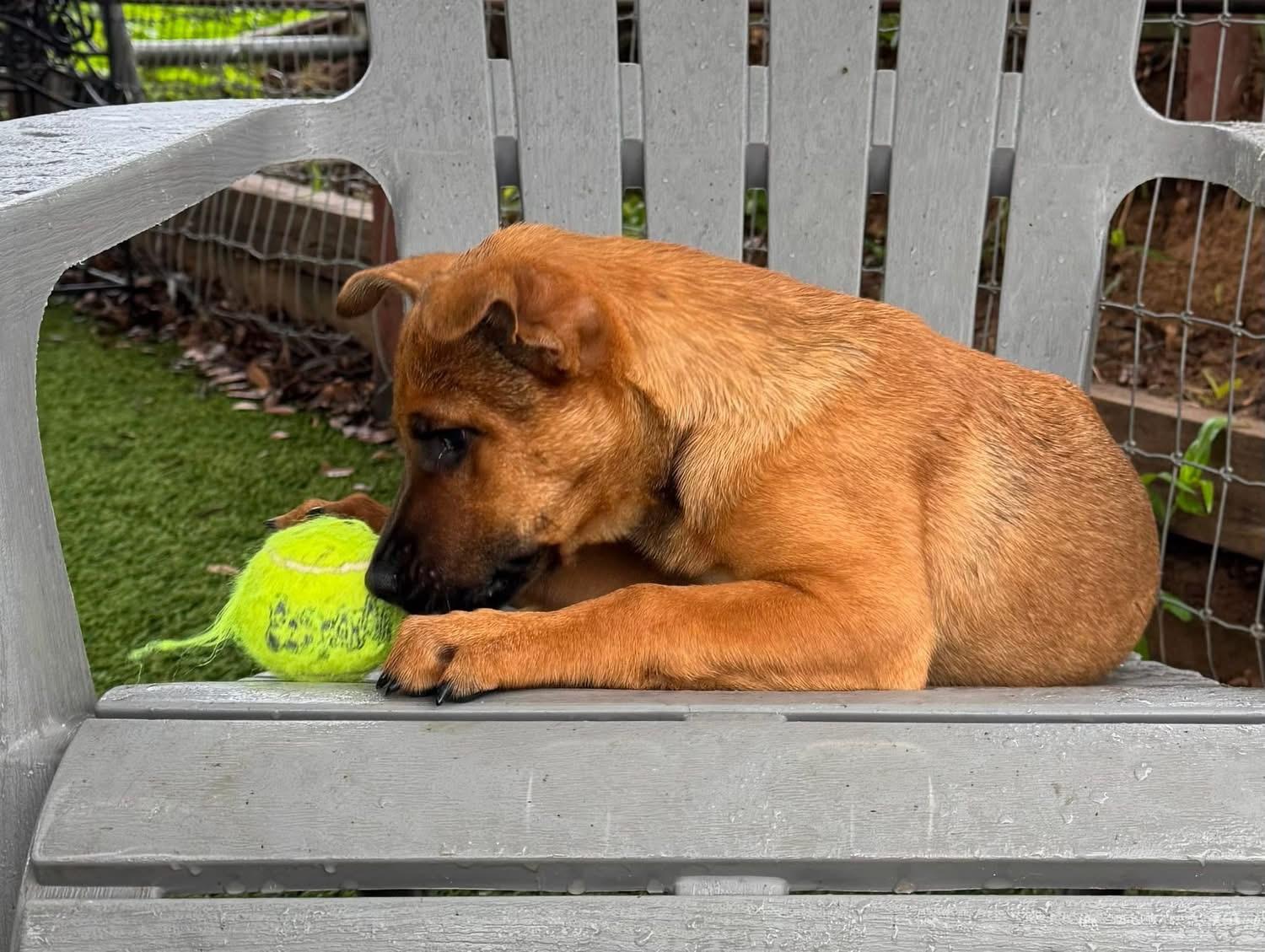 Enlarge Blaze, a ADOPTABLE mixed breed in Southlake, TX image 6/6