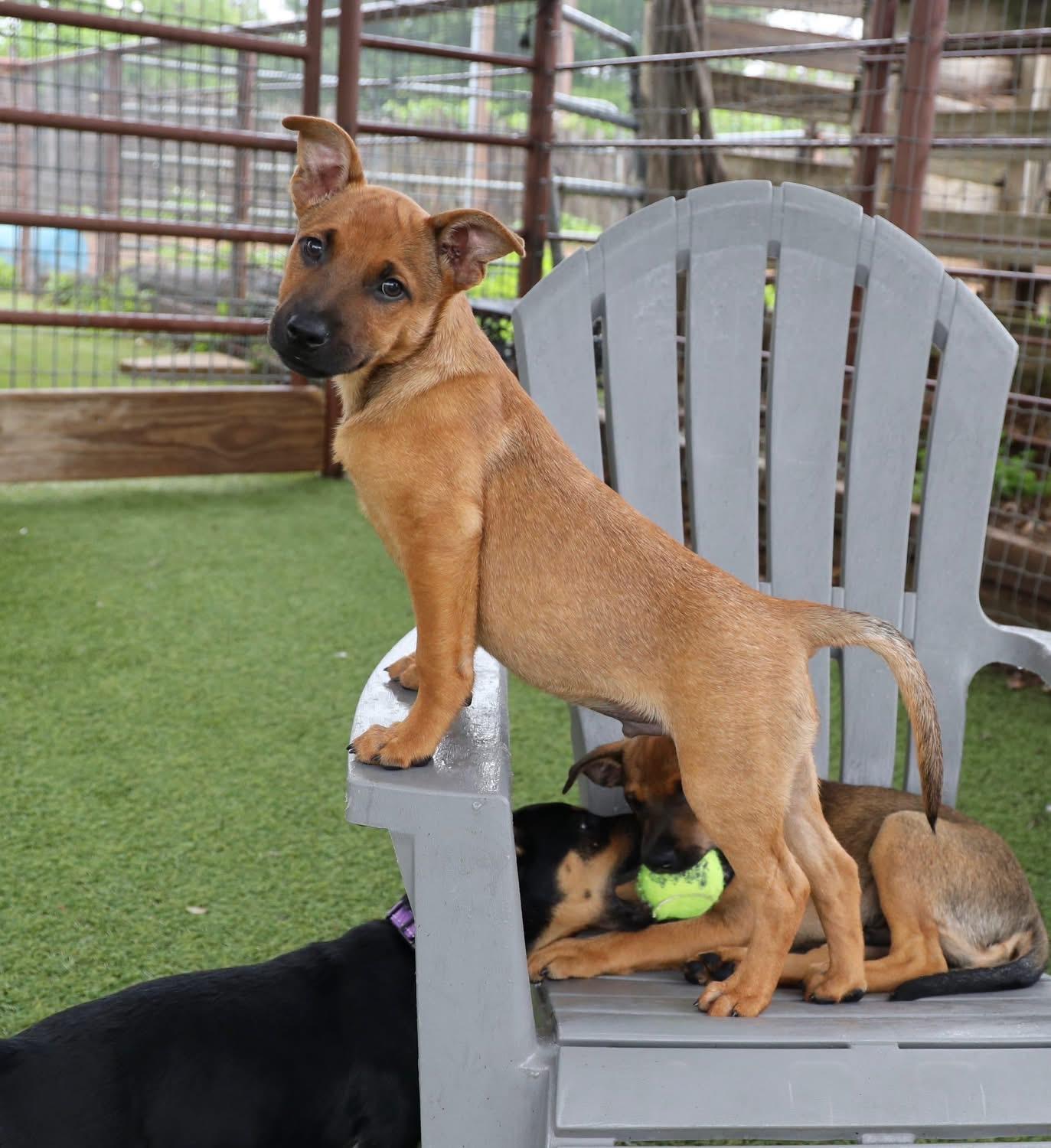 Enlarge Blaze, a ADOPTABLE mixed breed in Southlake, TX image 4/6