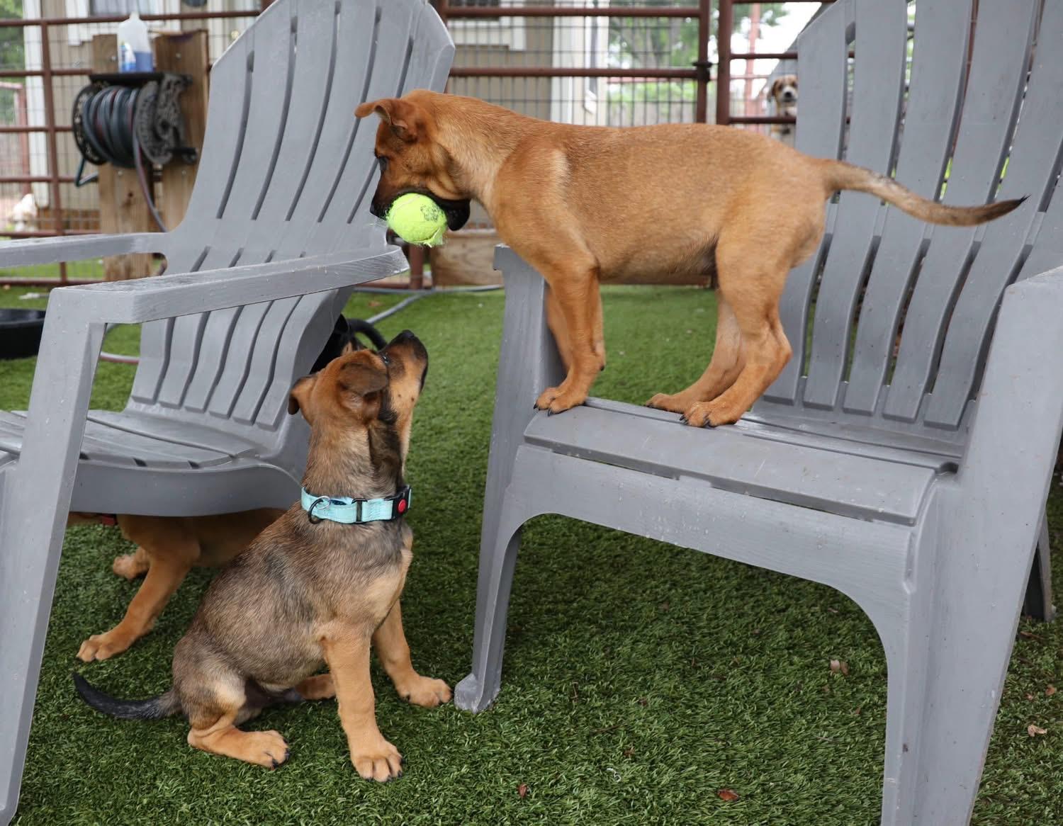 Enlarge Blaze, a ADOPTABLE mixed breed in Southlake, TX image 3/6