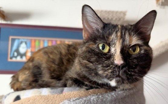 Enlarge Zara, a Adoptable Domestic Short Hair in Shawnee, KS image 1/3
