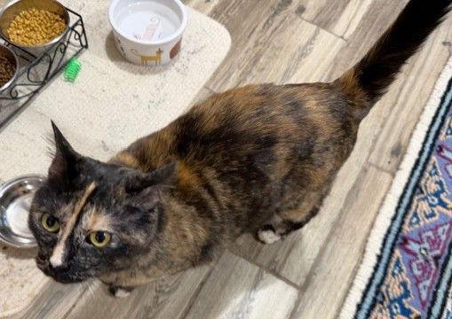 Enlarge Zara, a Adoptable Domestic Short Hair in Shawnee, KS image 2/3