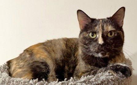 Enlarge Zara, a Adoptable Domestic Short Hair in Shawnee, KS image 3/3