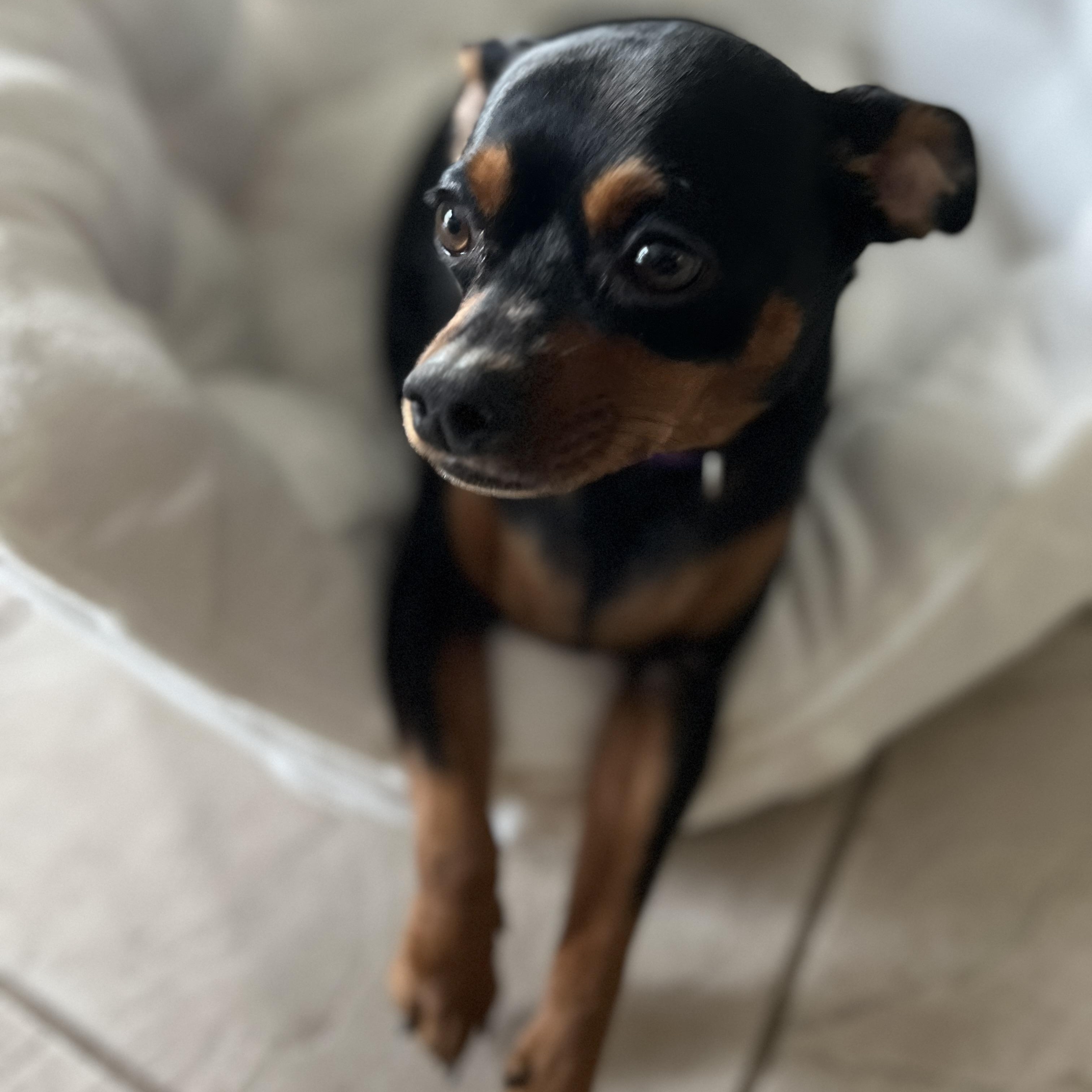Prince
