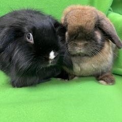 Merry & Bright, ADOPTABLE, Adult Female Holland Lop.