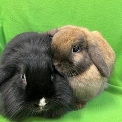 Enlarge Merry & Bright, a ADOPTABLE Holland Lop in Haltom City, TX image 2/5