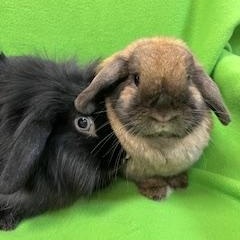 Enlarge Merry & Bright, a ADOPTABLE Holland Lop in Haltom City, TX image 5/5