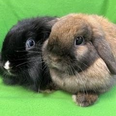 Enlarge Merry & Bright, a ADOPTABLE Holland Lop in Haltom City, TX image 3/5