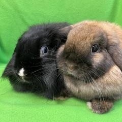 Enlarge Merry & Bright, a ADOPTABLE Holland Lop in Haltom City, TX image 4/5