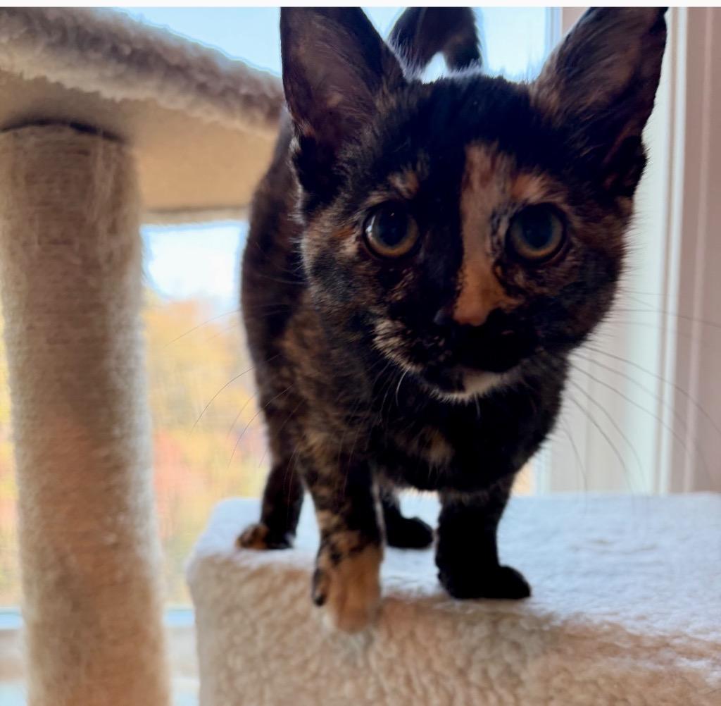 Reny, Adoptable, Young Female Domestic Short Hair.