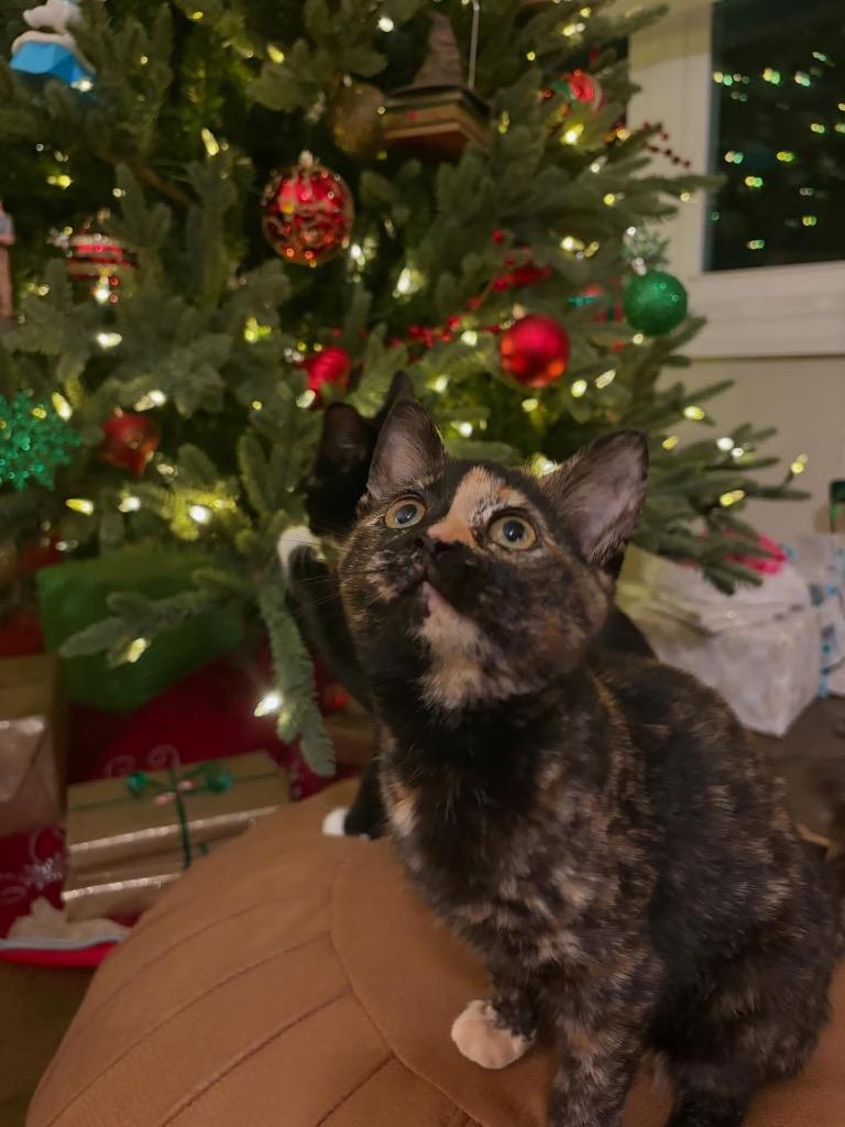 Enlarge Reny, a Adoptable mixed breed in Clinton, SC image 2/2