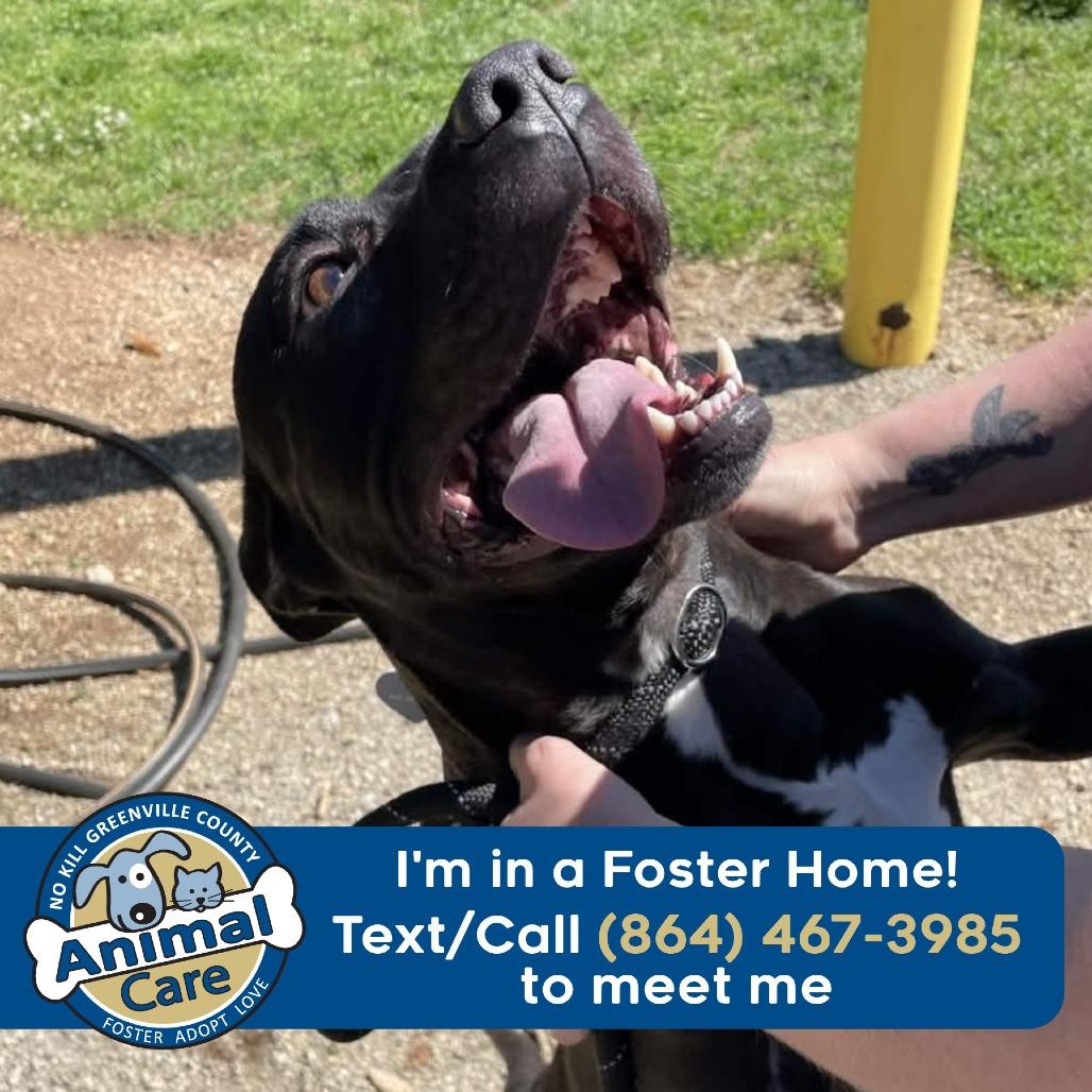 Coco, Adoptable, Adult Male American Staffordshire Terrier.