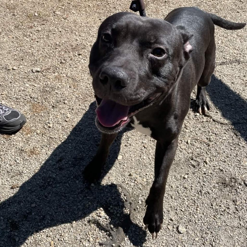 Enlarge Coco, a Adoptable American Staffordshire Terrier in Greenville, SC image 2/6