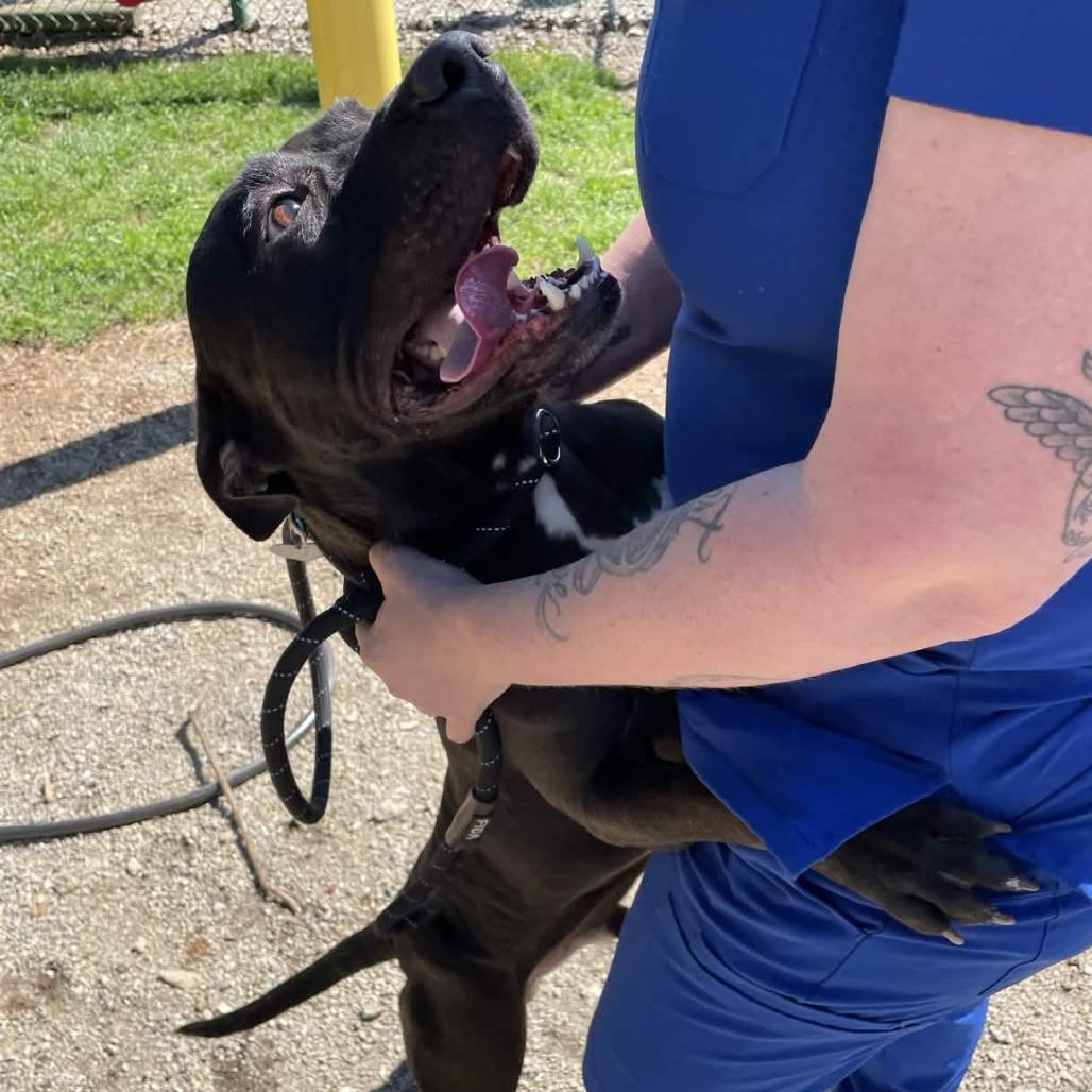 Enlarge Coco, a Adoptable American Staffordshire Terrier in Greenville, SC image 3/6