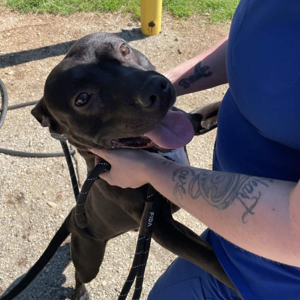 Enlarge Coco, a Adoptable American Staffordshire Terrier in Greenville, SC image 4/6