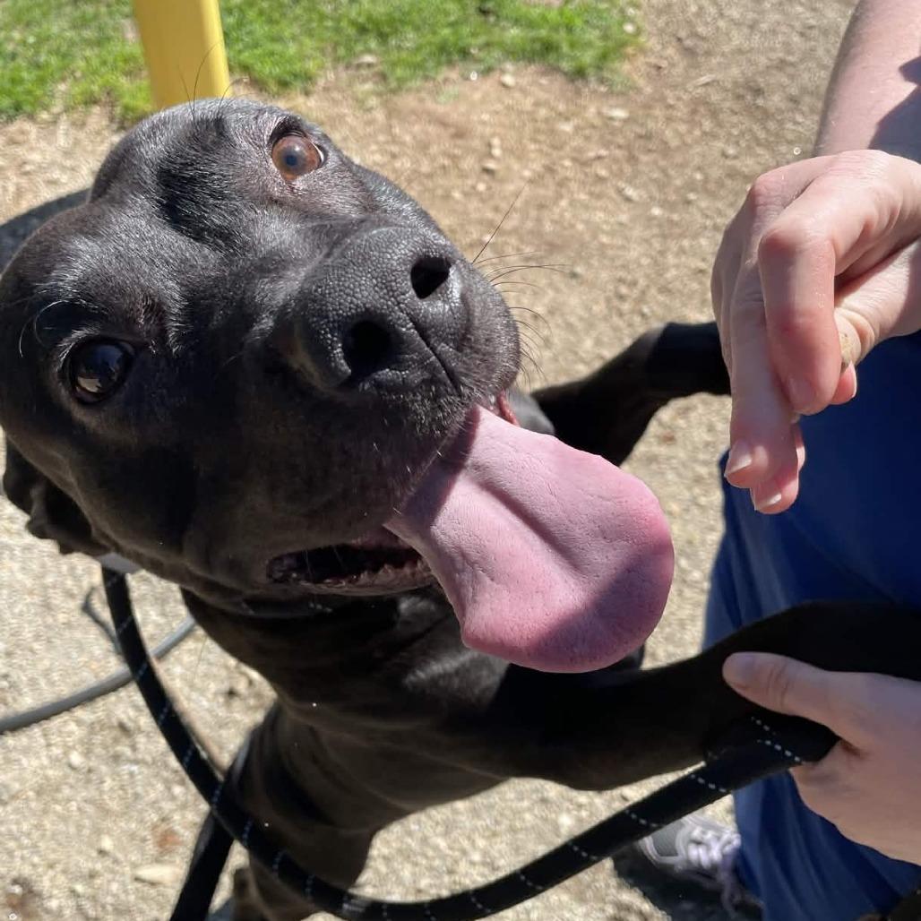 Enlarge Coco, a Adoptable American Staffordshire Terrier in Greenville, SC image 6/6