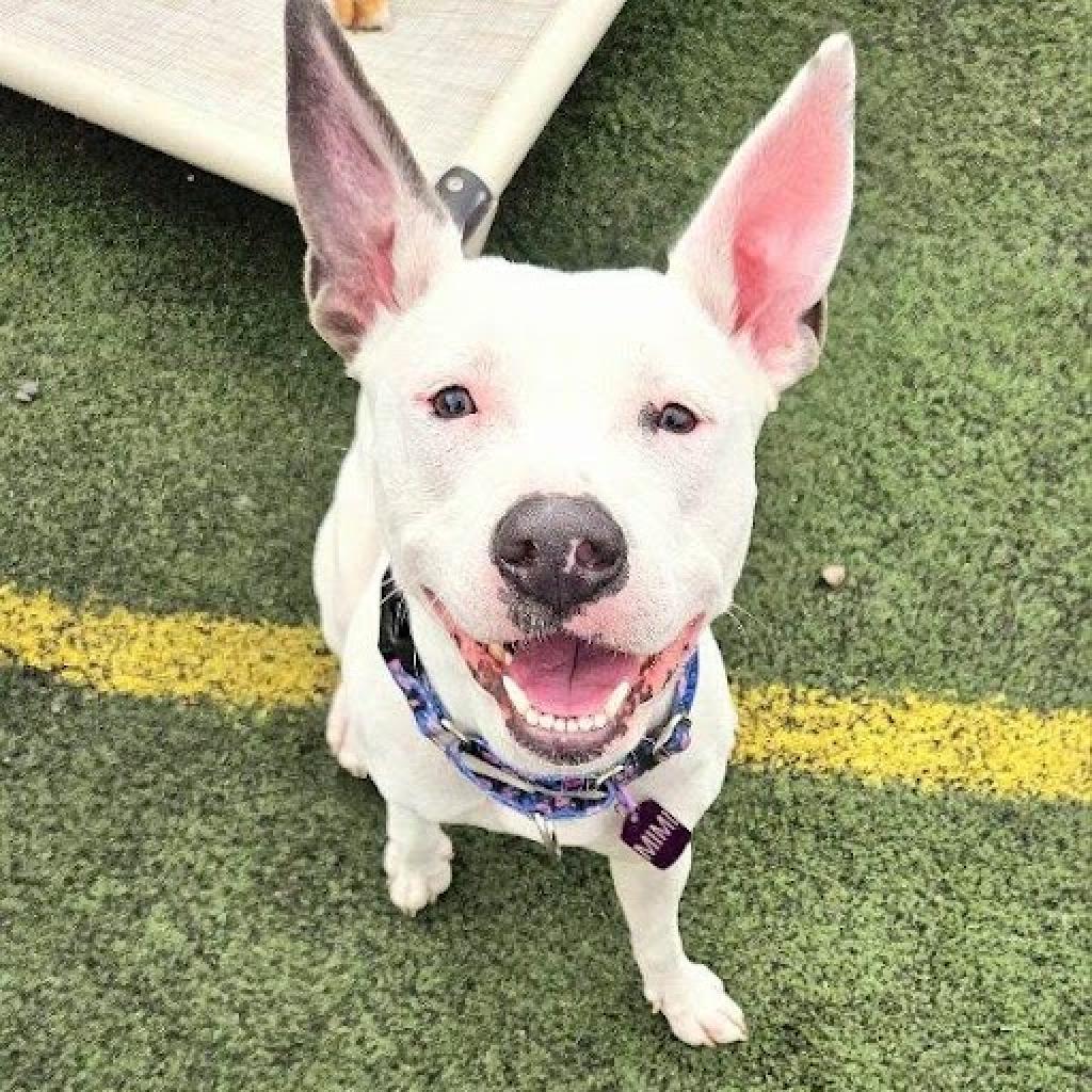 Mimi, Adoptable, Adult Female American Staffordshire Terrier & Mixed Breed.
