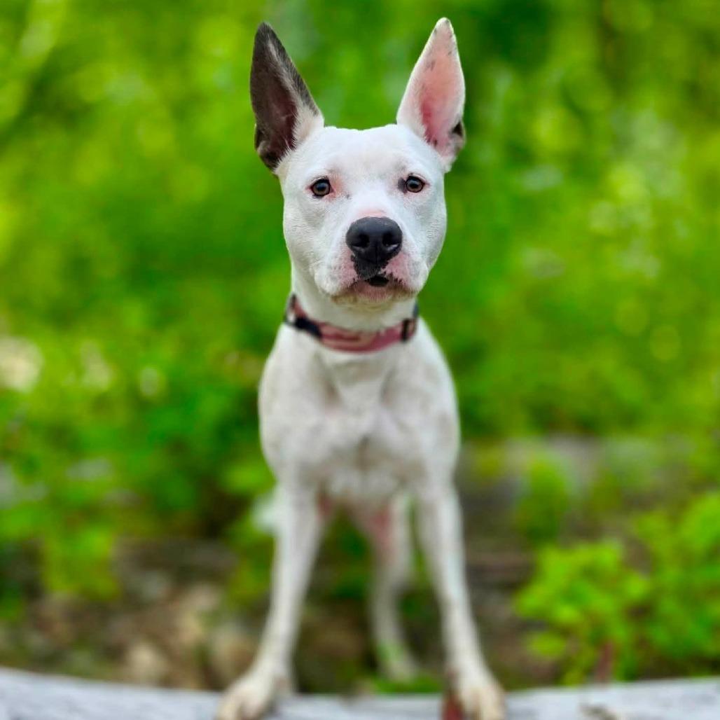 Enlarge Mimi, a Adoptable mixed breed in Pittsburgh, PA image 2/6