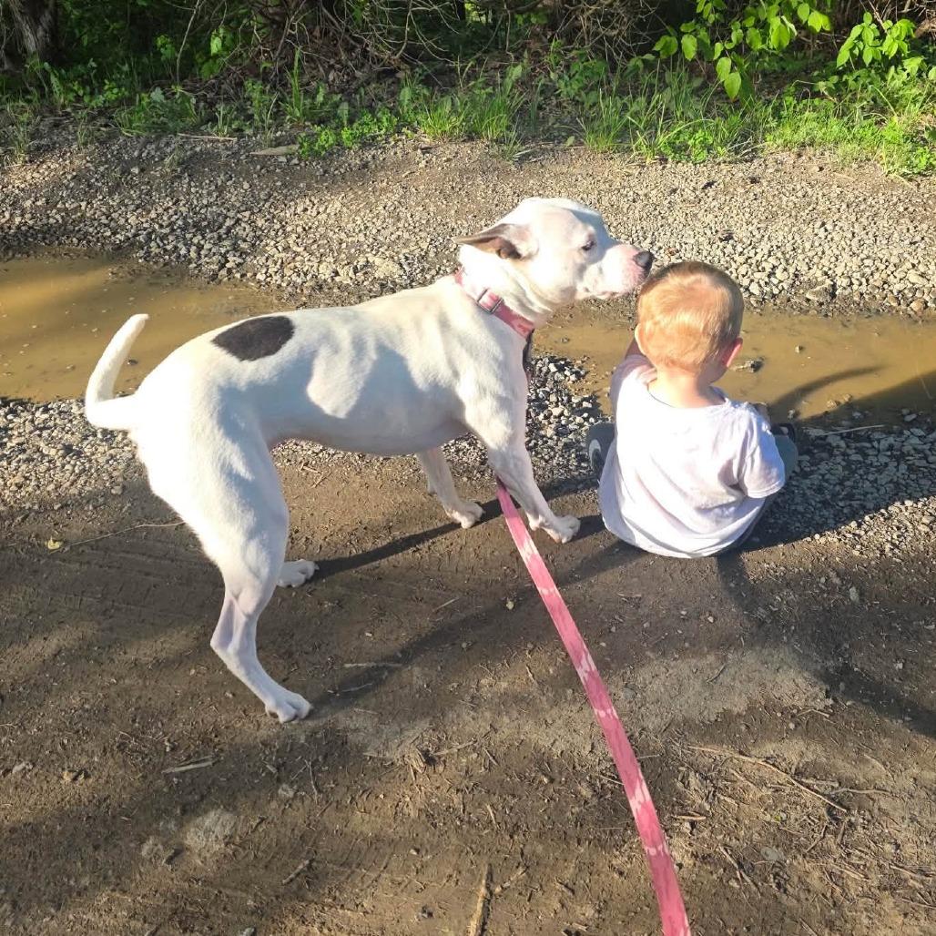 Enlarge Mimi, a Adoptable mixed breed in Pittsburgh, PA image 3/6