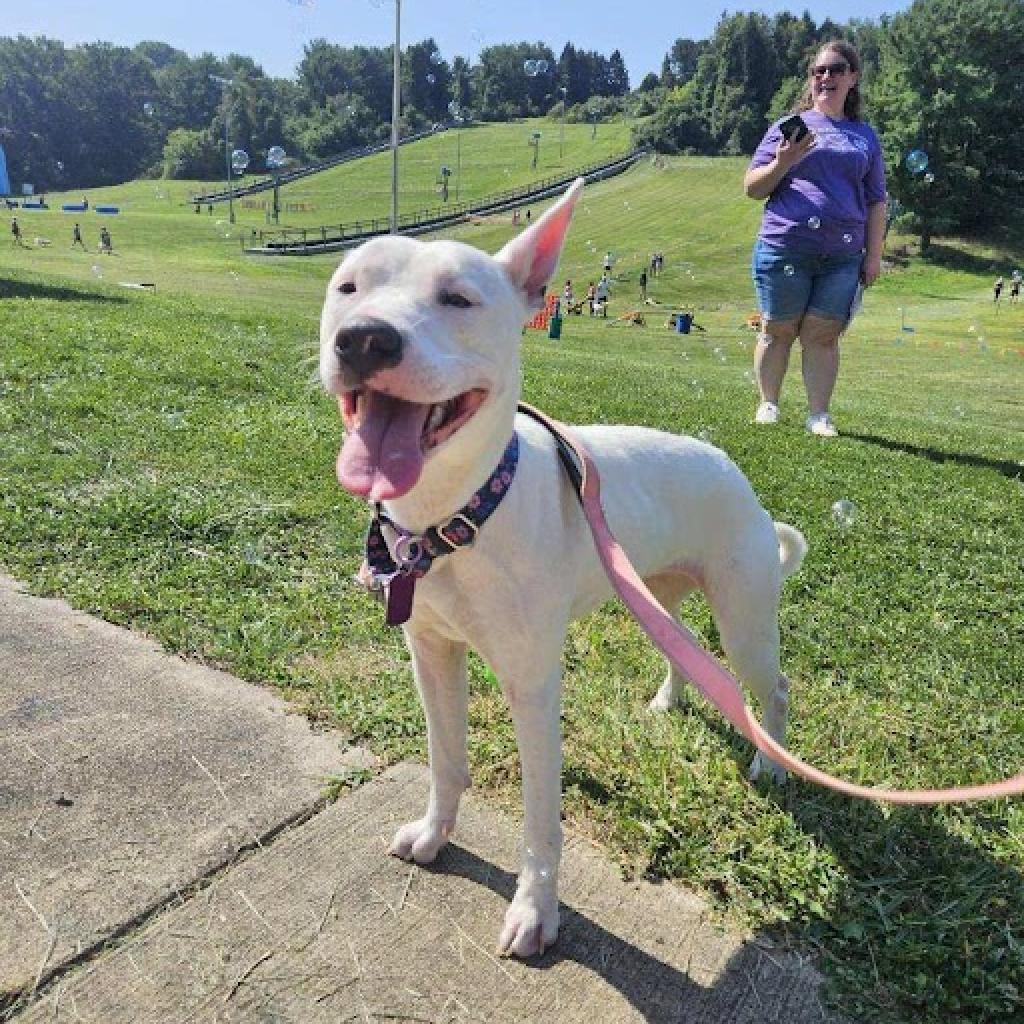 Enlarge Mimi, a Adoptable mixed breed in Pittsburgh, PA image 4/6
