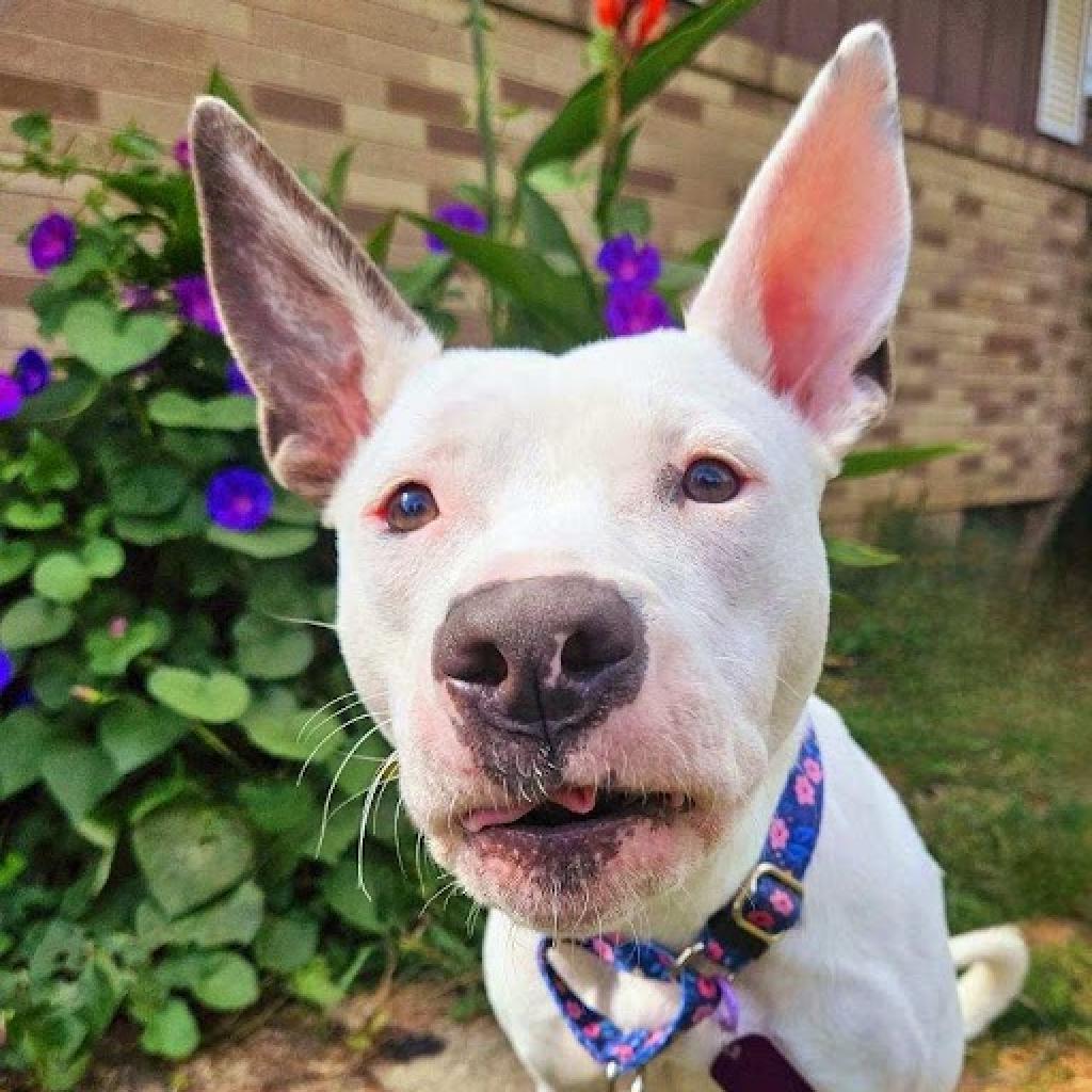 Enlarge Mimi, a Adoptable mixed breed in Pittsburgh, PA image 6/6