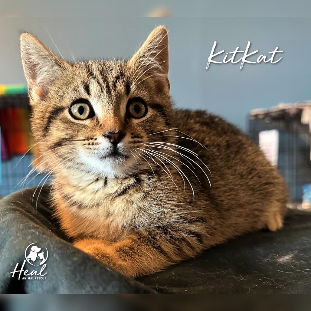 KitKat, a Adoptable Domestic Short Hair in Youngwood, PA image 1/2