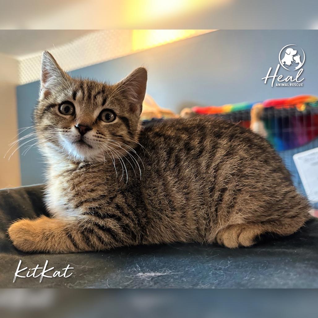 KitKat, a Adoptable Domestic Short Hair in Youngwood, PA image 2/2
