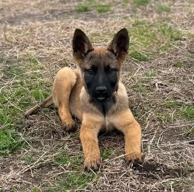 Enlarge Bobbidi, a Adopted Belgian Shepherd / Malinois in Lockhart, TX image 1/3