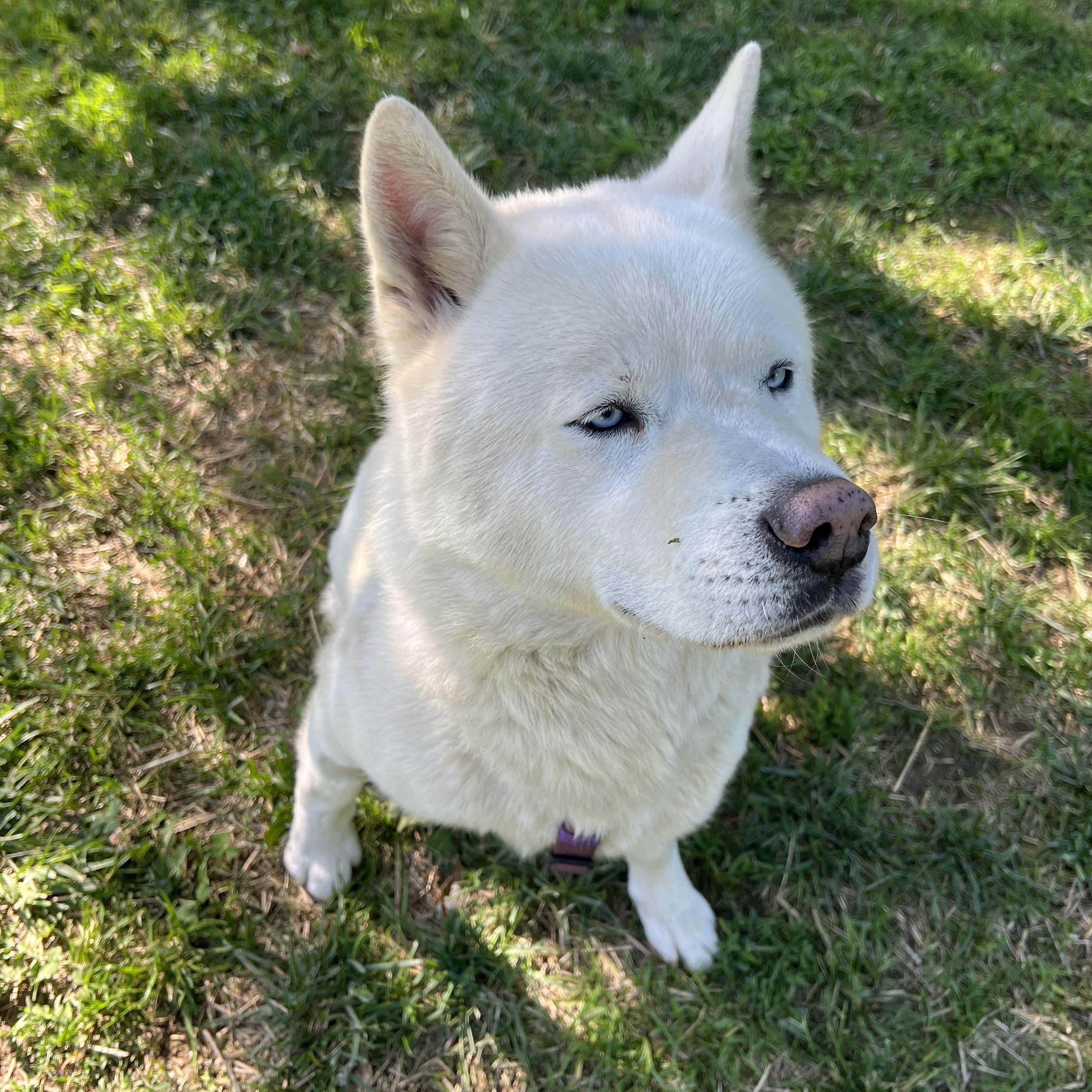 Enlarge ROMEO, an adopted Husky in East Flat Rock, NC image 3/6