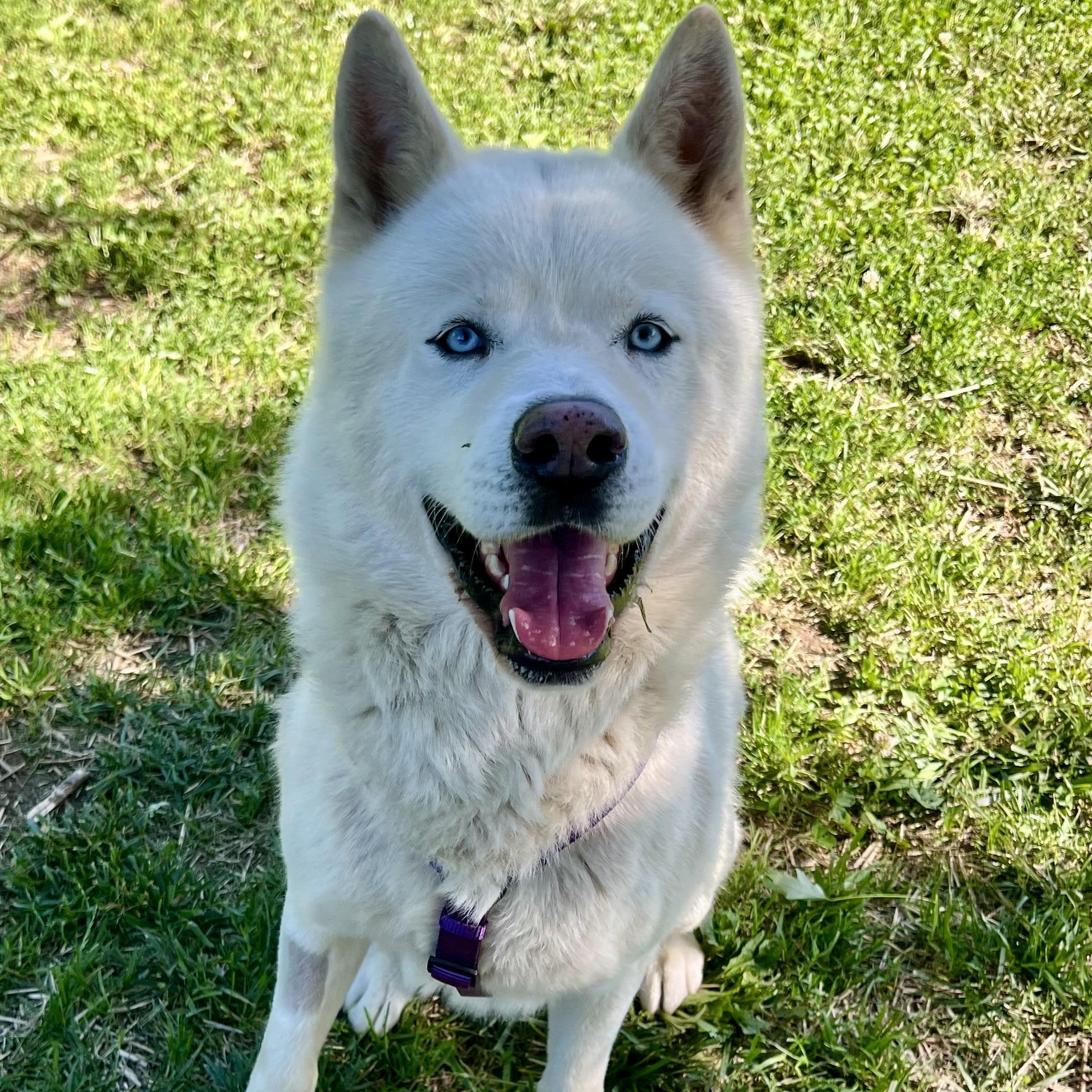 Enlarge ROMEO, an adopted Husky in East Flat Rock, NC image 1/6