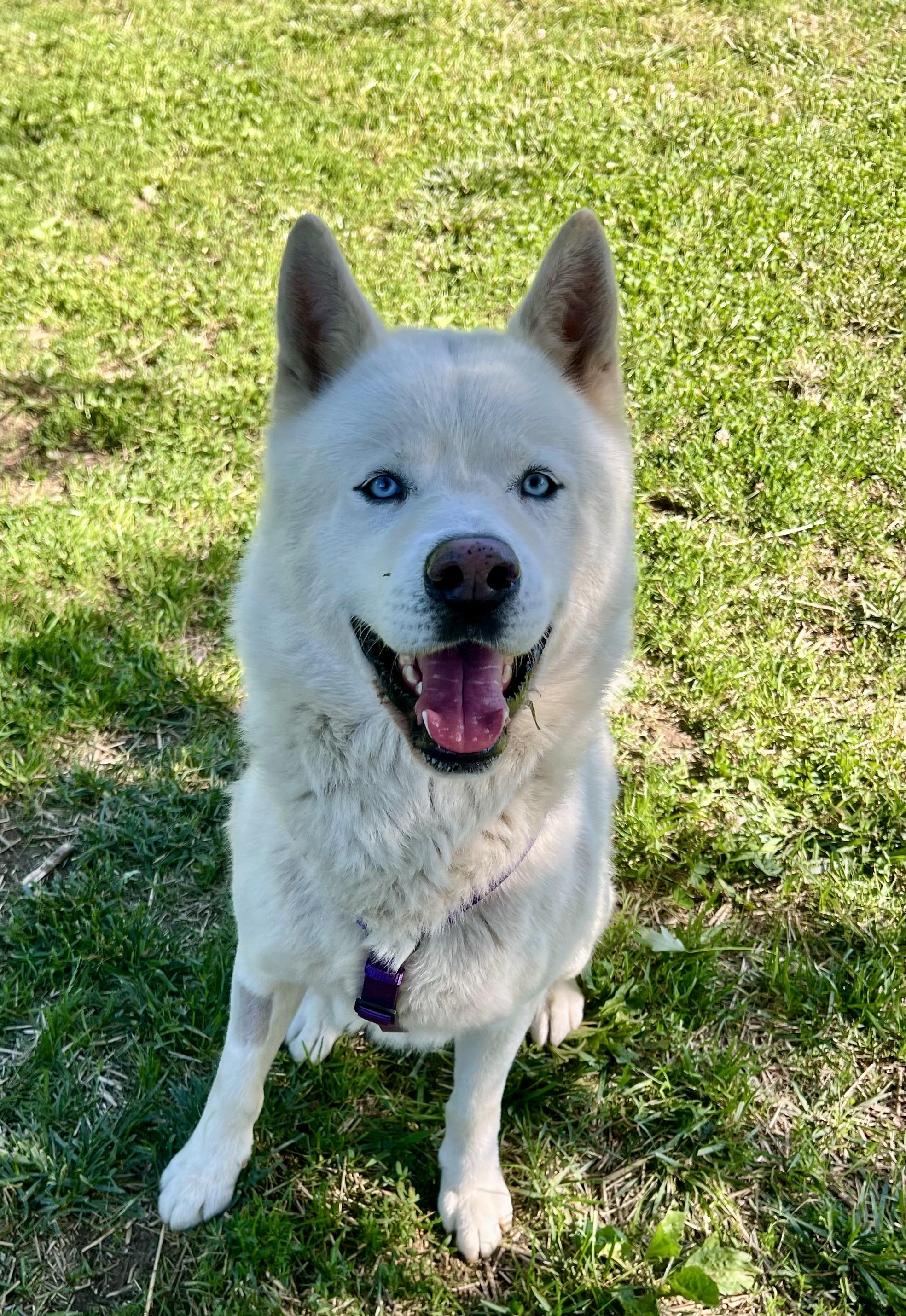 Enlarge ROMEO, an adopted Husky in East Flat Rock, NC image 4/6