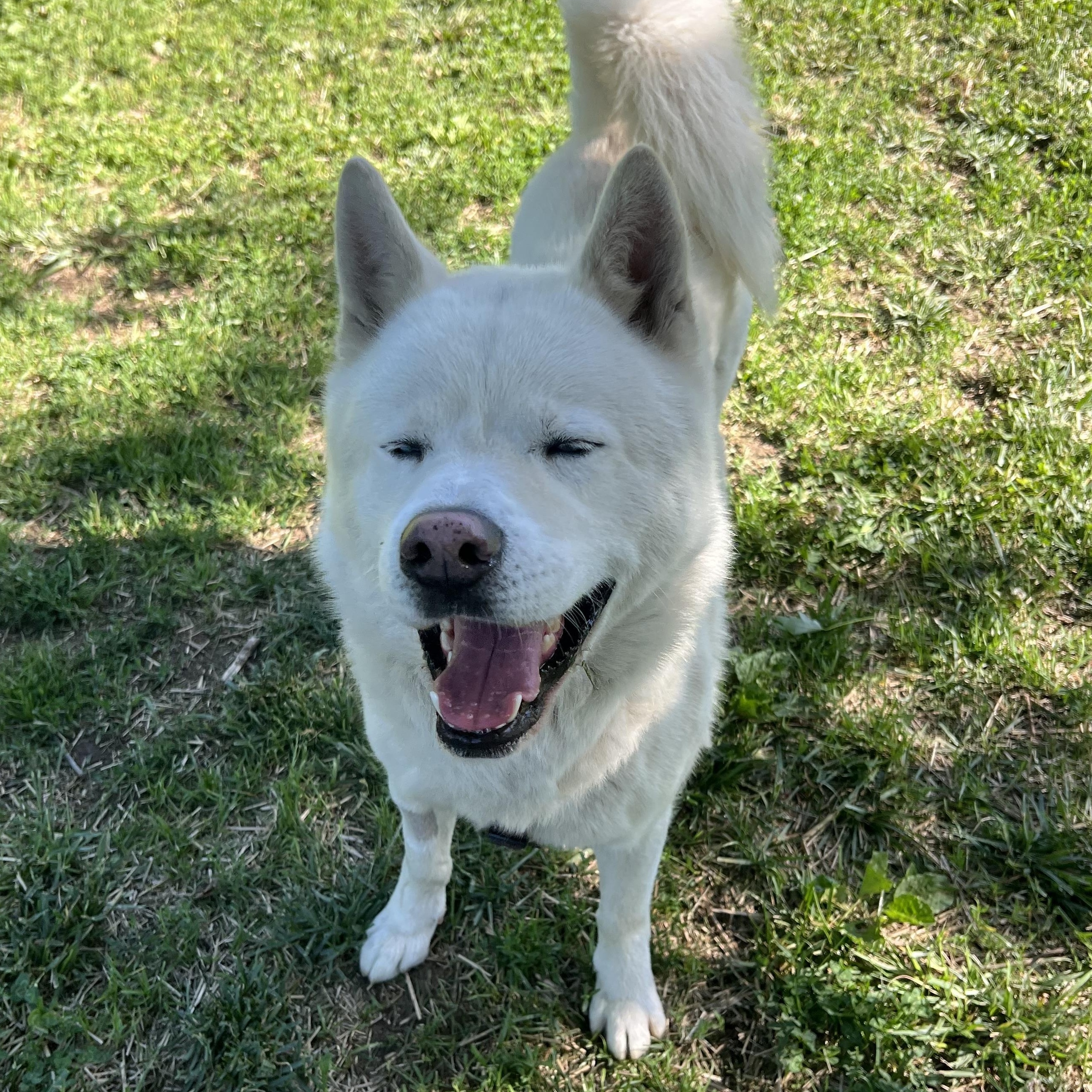 Enlarge ROMEO, an adopted Husky in East Flat Rock, NC image 2/6
