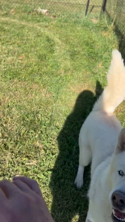 Enlarge ROMEO, an adopted Husky in East Flat Rock, NC video 5/6