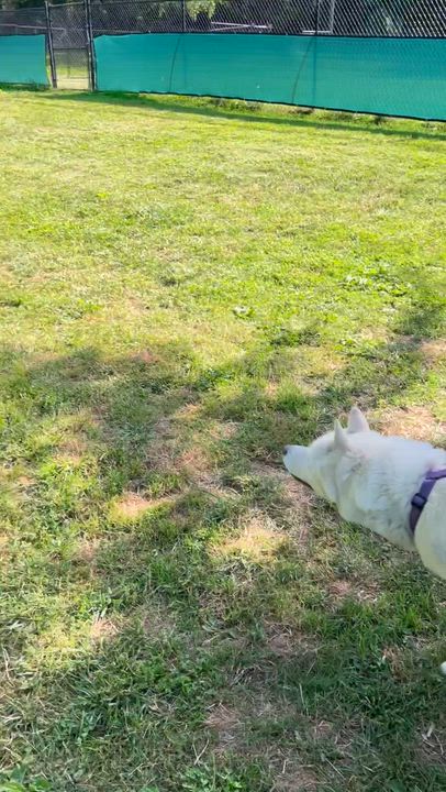 Enlarge ROMEO, an adopted Husky in East Flat Rock, NC video 6/6