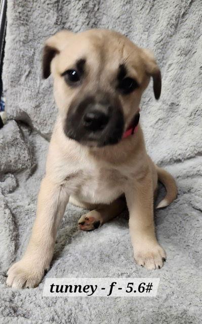 Tunney, Adoptable, Puppy Female Boxer.