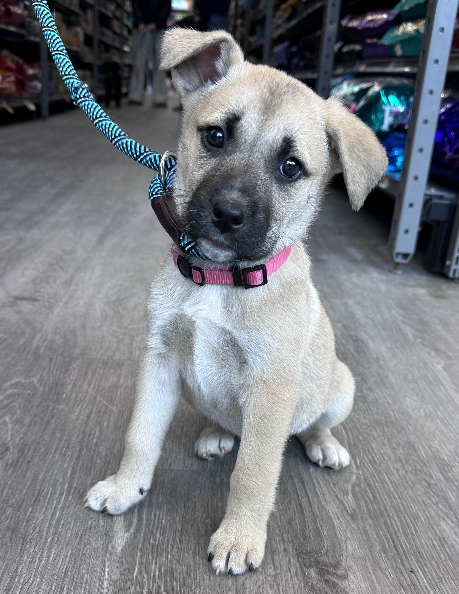 Enlarge Tunney, a Adoptable Boxer in Hillside, IL image 2/3