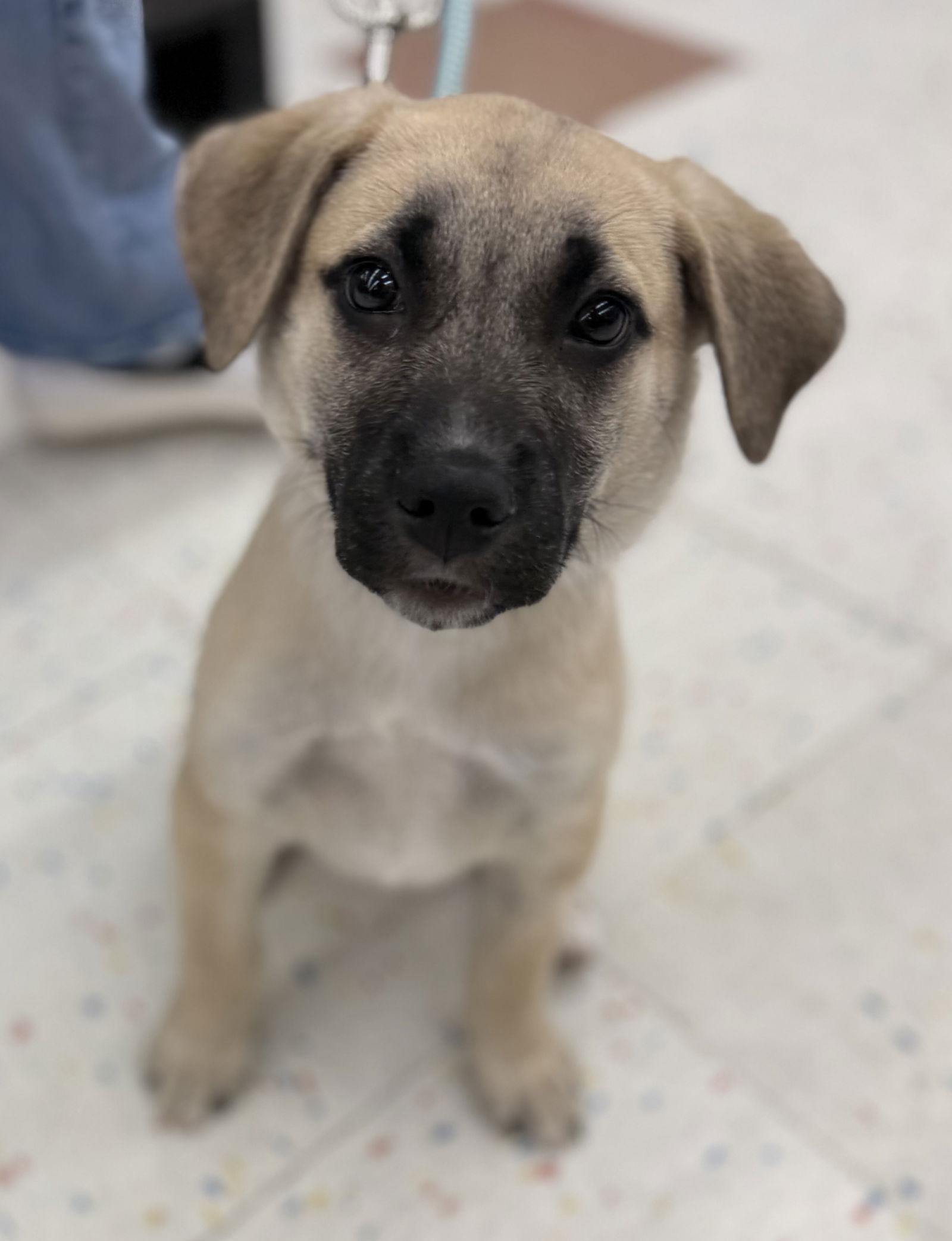 Enlarge Tunney, a Adoptable Boxer in Hillside, IL image 3/3
