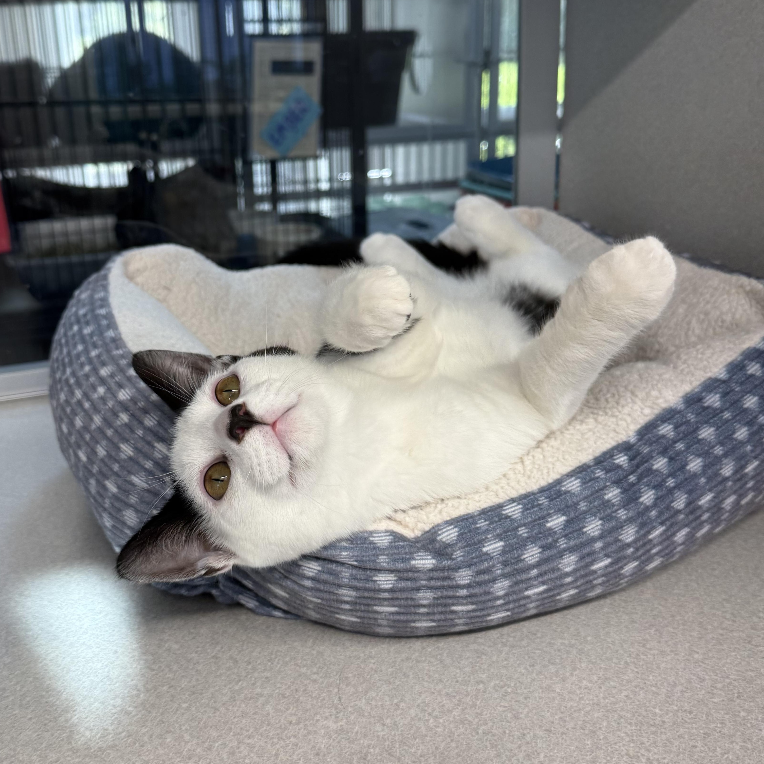 Enlarge Nolan, a Adoptable mixed breed in West Milford, NJ image 5/5