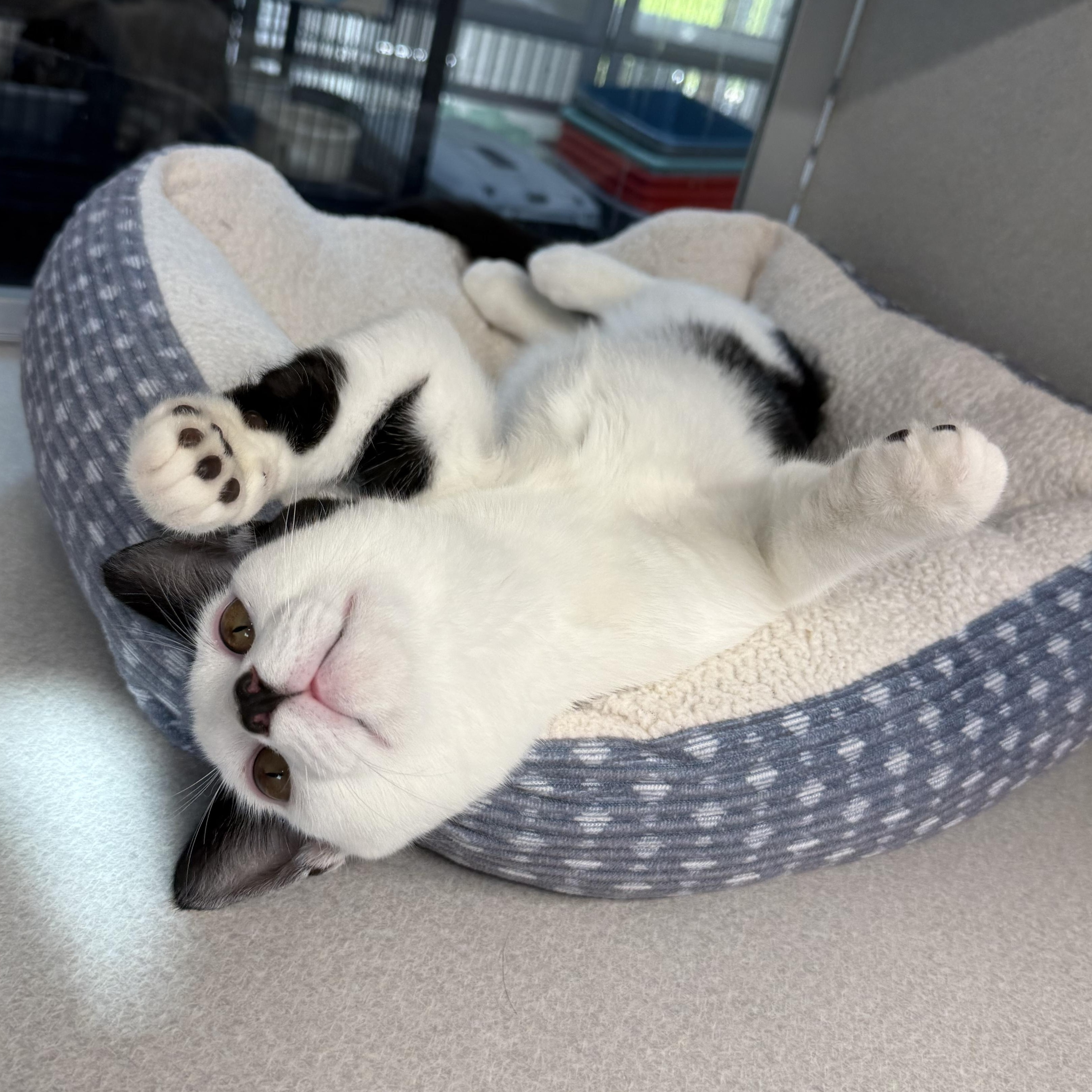 Enlarge Nolan, a Adoptable mixed breed in West Milford, NJ image 2/5