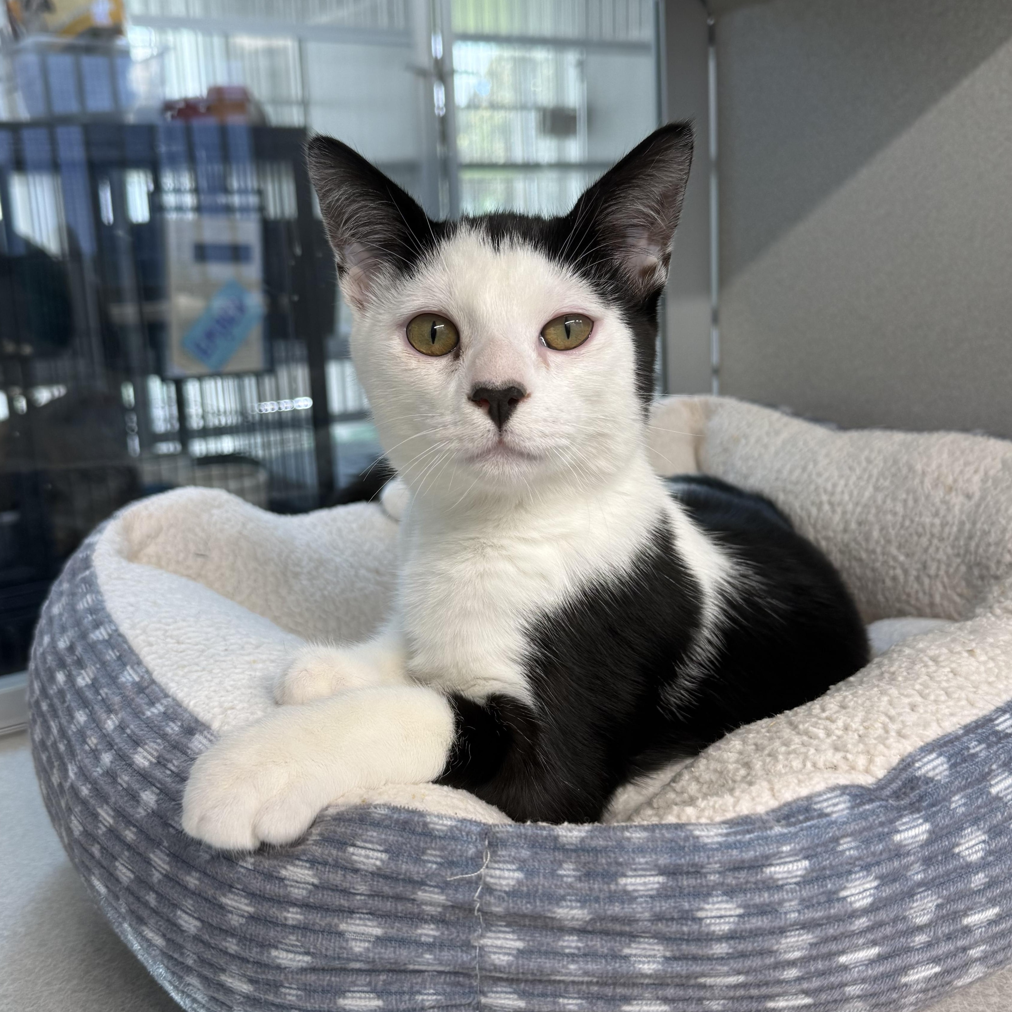 Nolan, Adoptable, Young Male Domestic Short Hair.