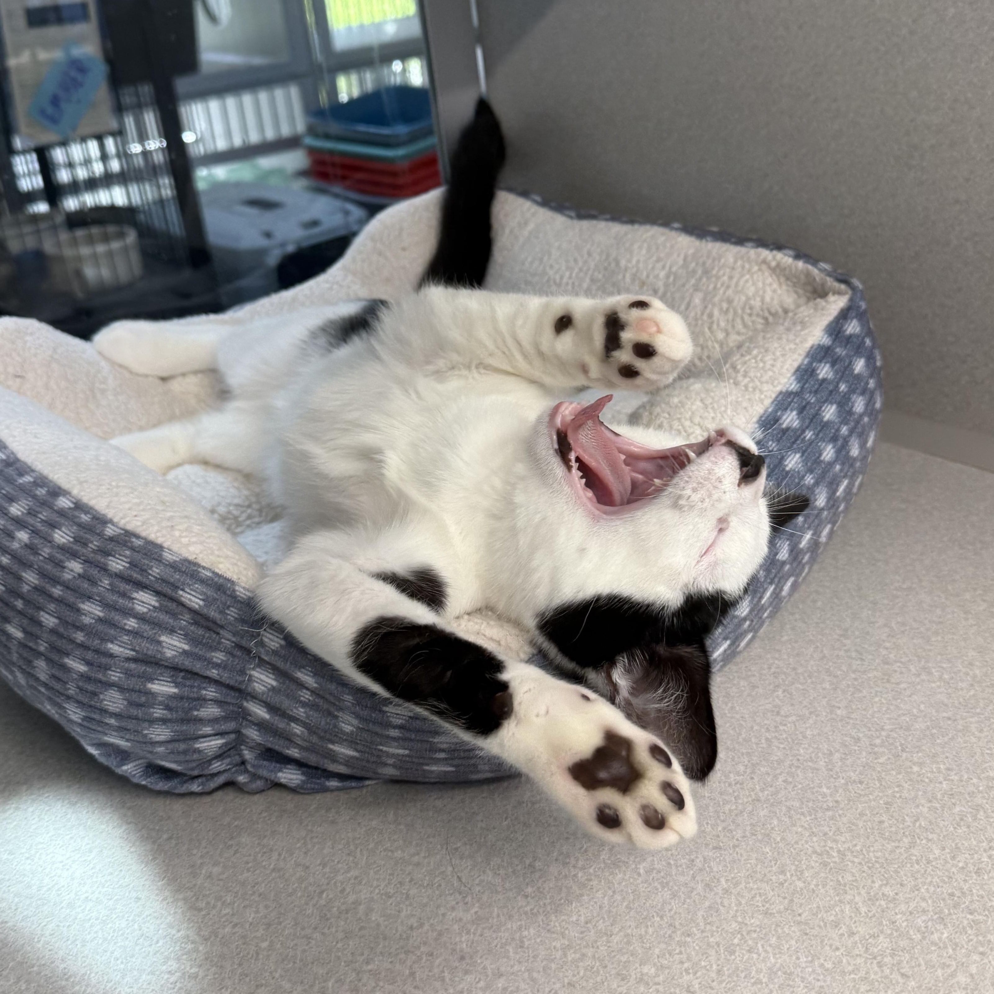 Enlarge Nolan, a Adoptable mixed breed in West Milford, NJ image 3/5