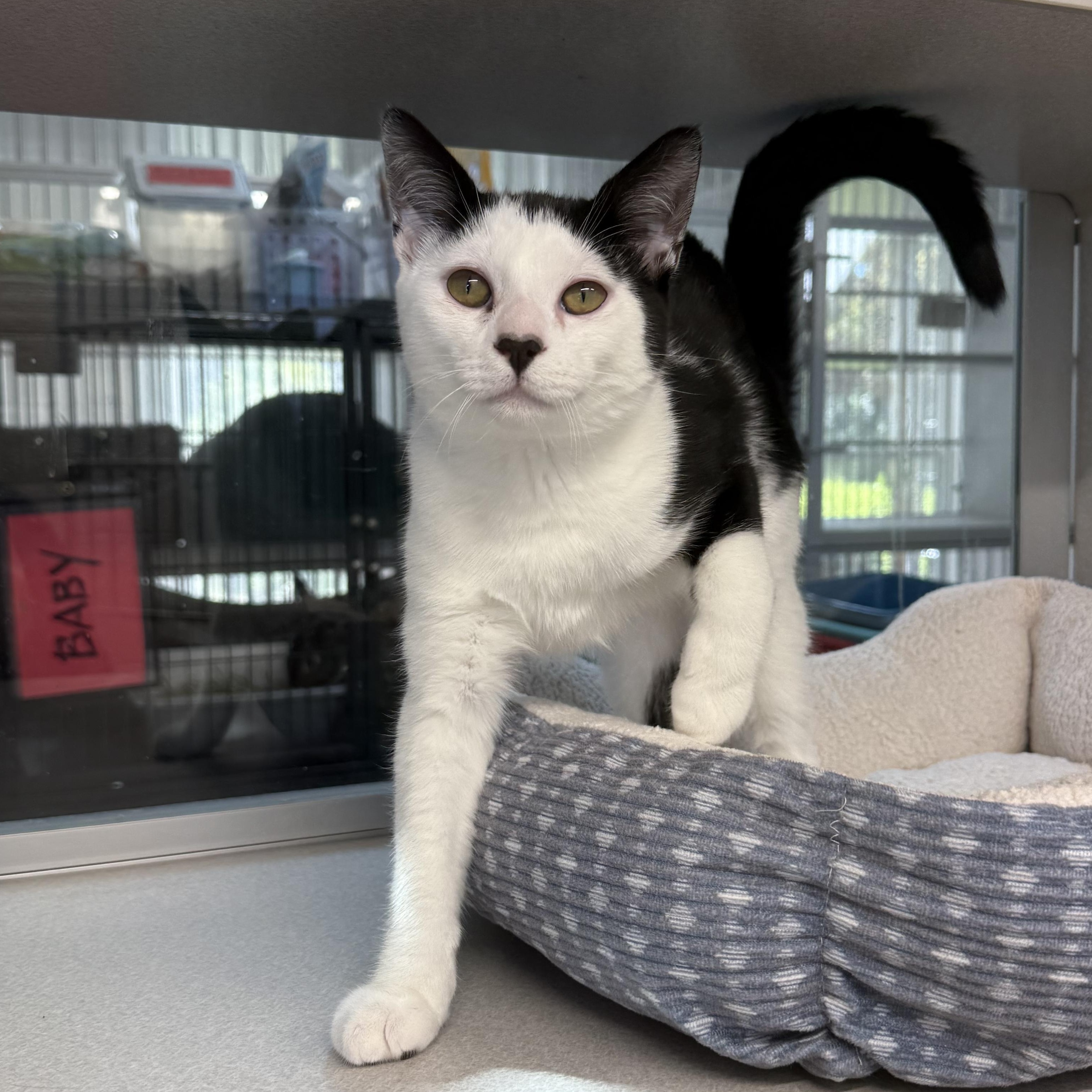 Enlarge Nolan, a Adoptable mixed breed in West Milford, NJ image 4/5