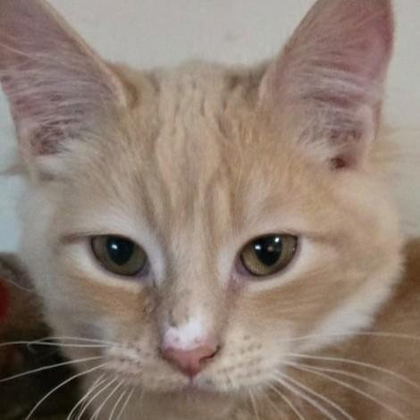 Enlarge Blake, a Adoptable mixed breed in Buhl, ID image 1/6