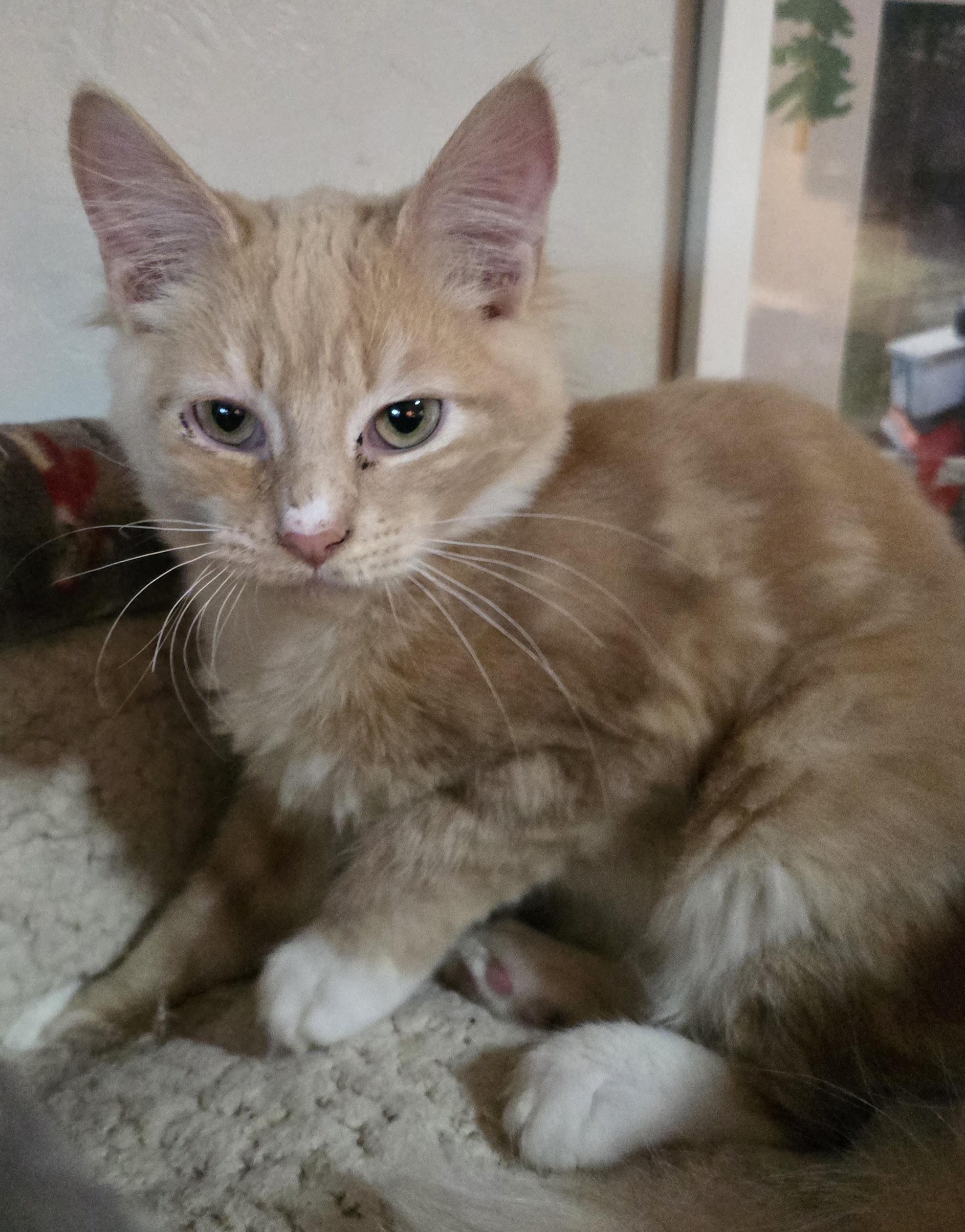 Enlarge Blake, a Adoptable mixed breed in Buhl, ID image 5/6