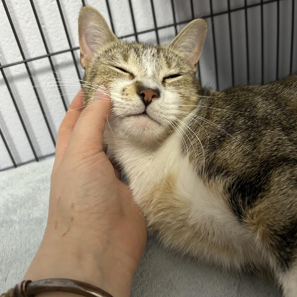 Heaven 28241, a Adoptable Domestic Short Hair in Middleburg, FL image 1/4