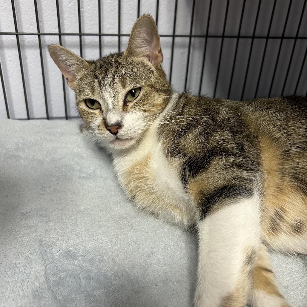 Heaven 28241, a Adoptable Domestic Short Hair in Middleburg, FL image 3/4