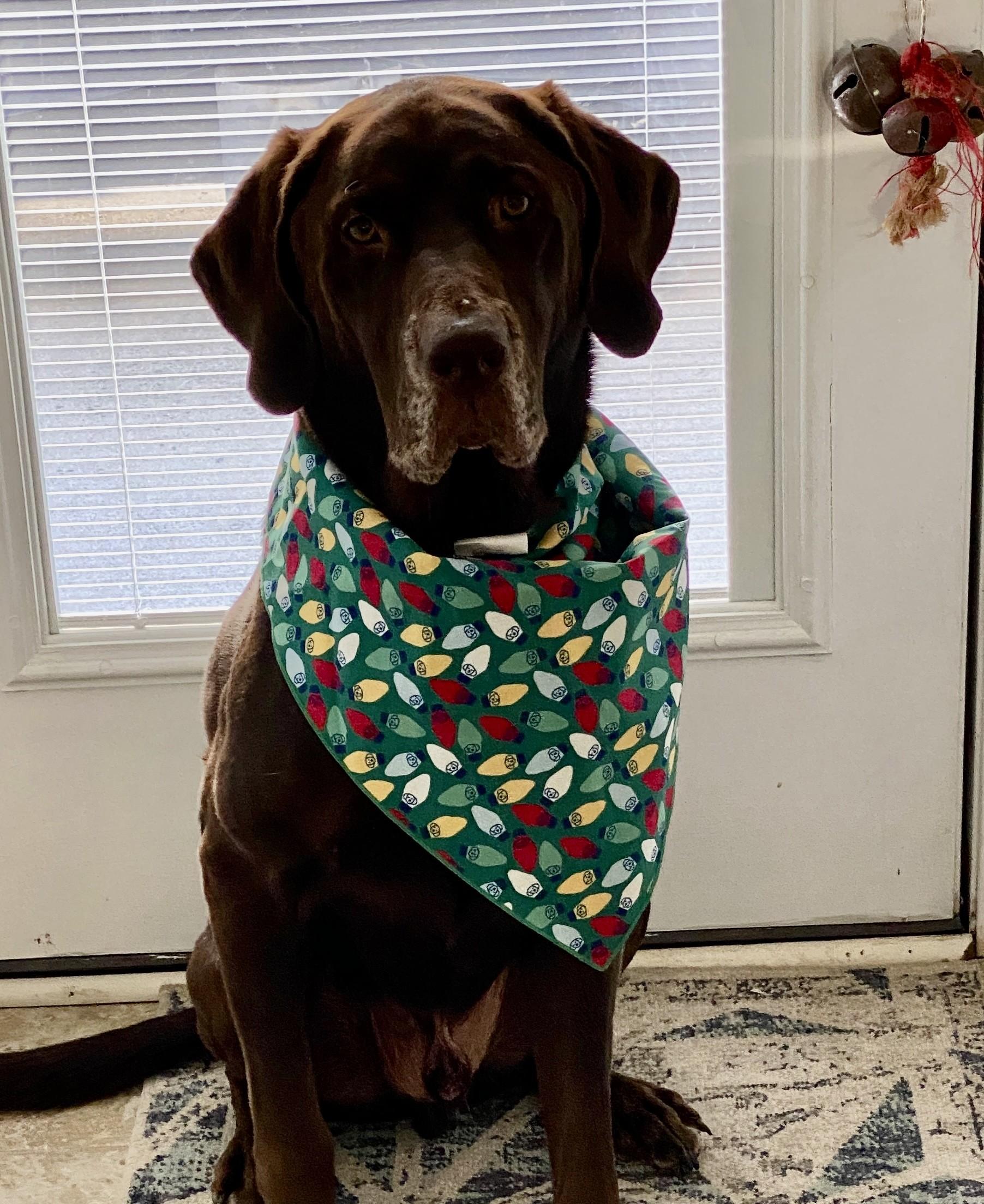 Enlarge Moose, a ADOPTABLE Chocolate Labrador Retriever in Statesboro, GA image 1/1