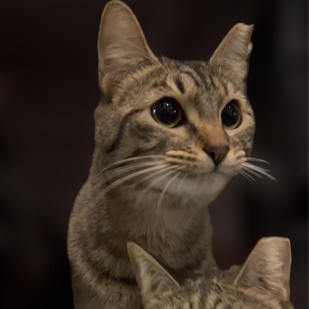 Isabel, a Adoptable Domestic Short Hair in Pacific Palisades, CA image 1/2