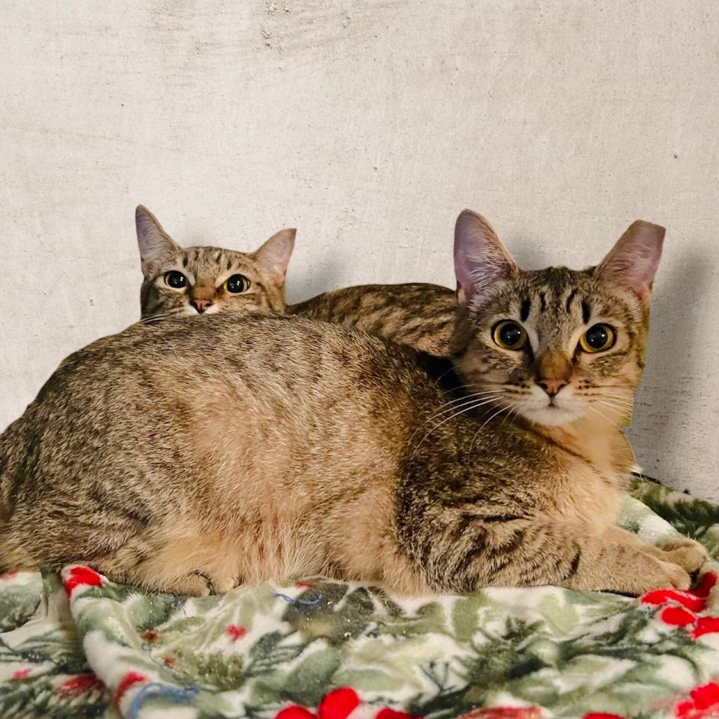Isabel, a Adoptable Domestic Short Hair in Pacific Palisades, CA image 2/2