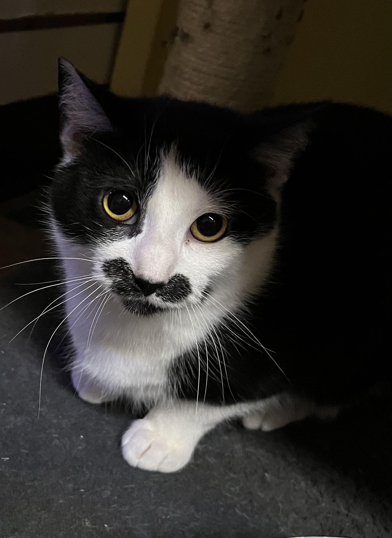 Buttercup, Adoptable, Young Female Domestic Short Hair.